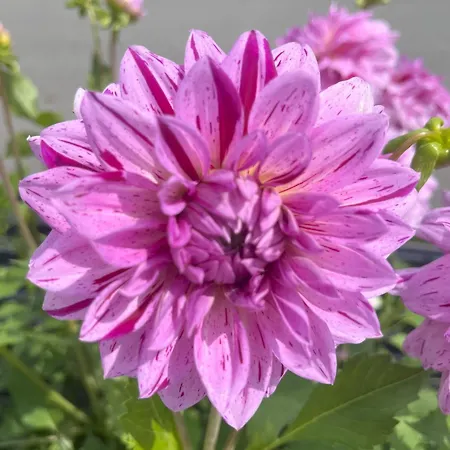 Haus Voglreiter - Inkl Sommerkarte, Zentrale Und Ruhige Lage, Garten Mit Spielplatz Kaprun