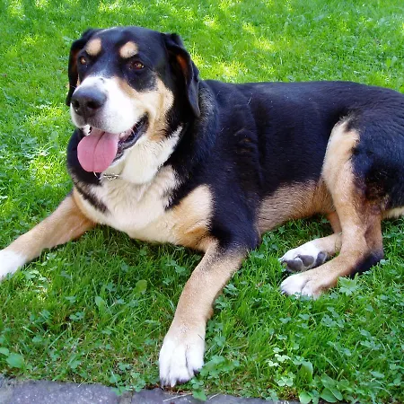 Appartement Haus Voglreiter - Inkl Sommerkarte, Zentrale Und Ruhige Lage, Garten Mit Spielplatz